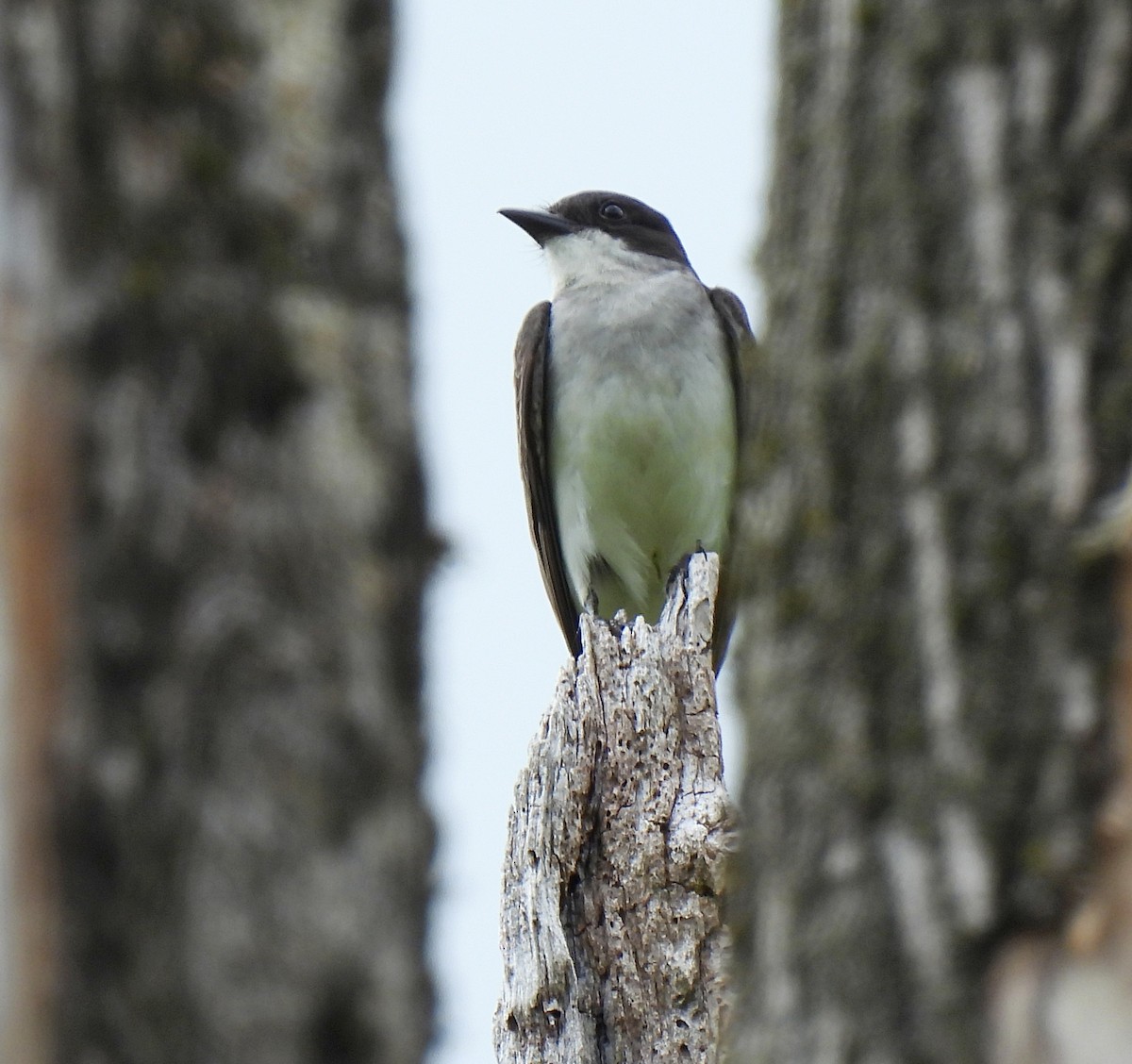 Eastern Kingbird - ML619705963