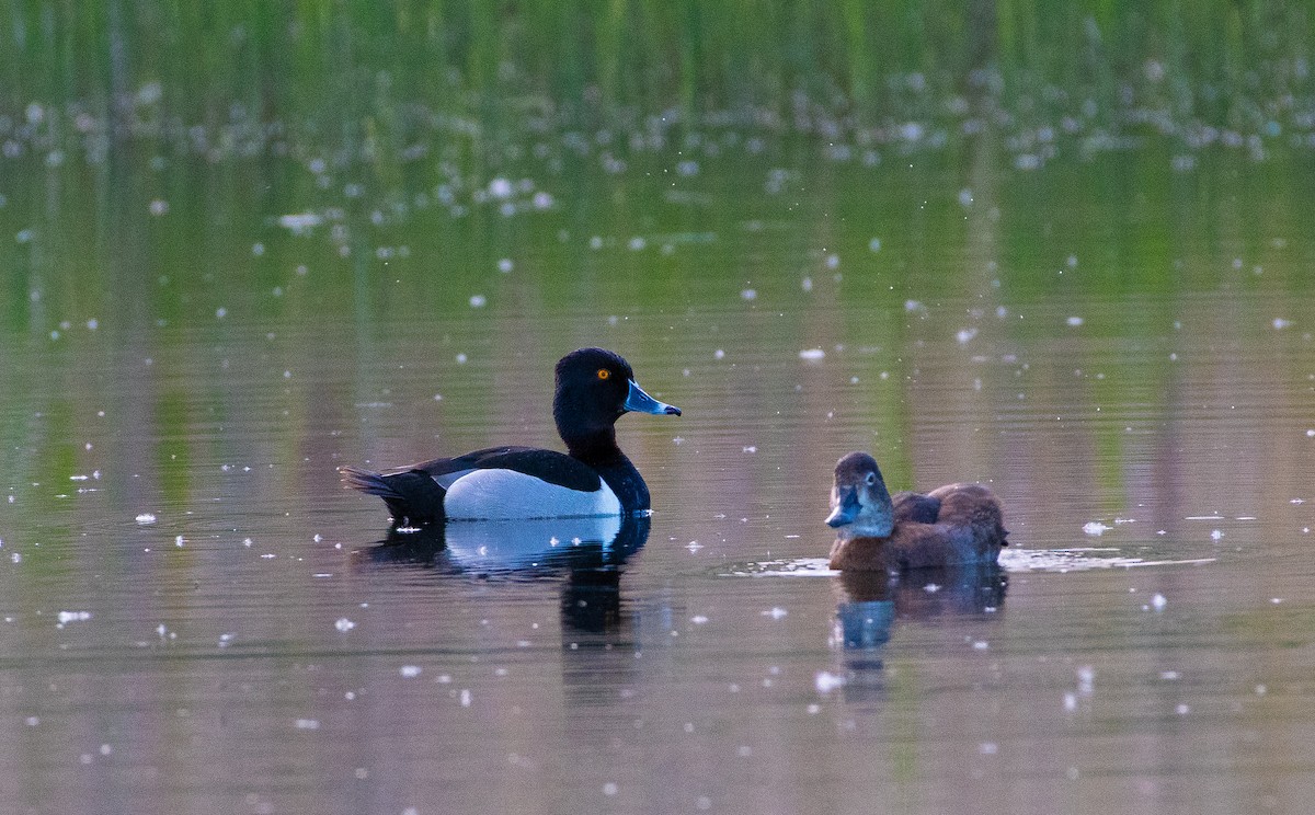 Ring-necked Duck - ML619705965