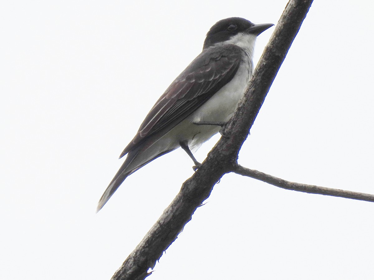 Eastern Kingbird - ML619705966