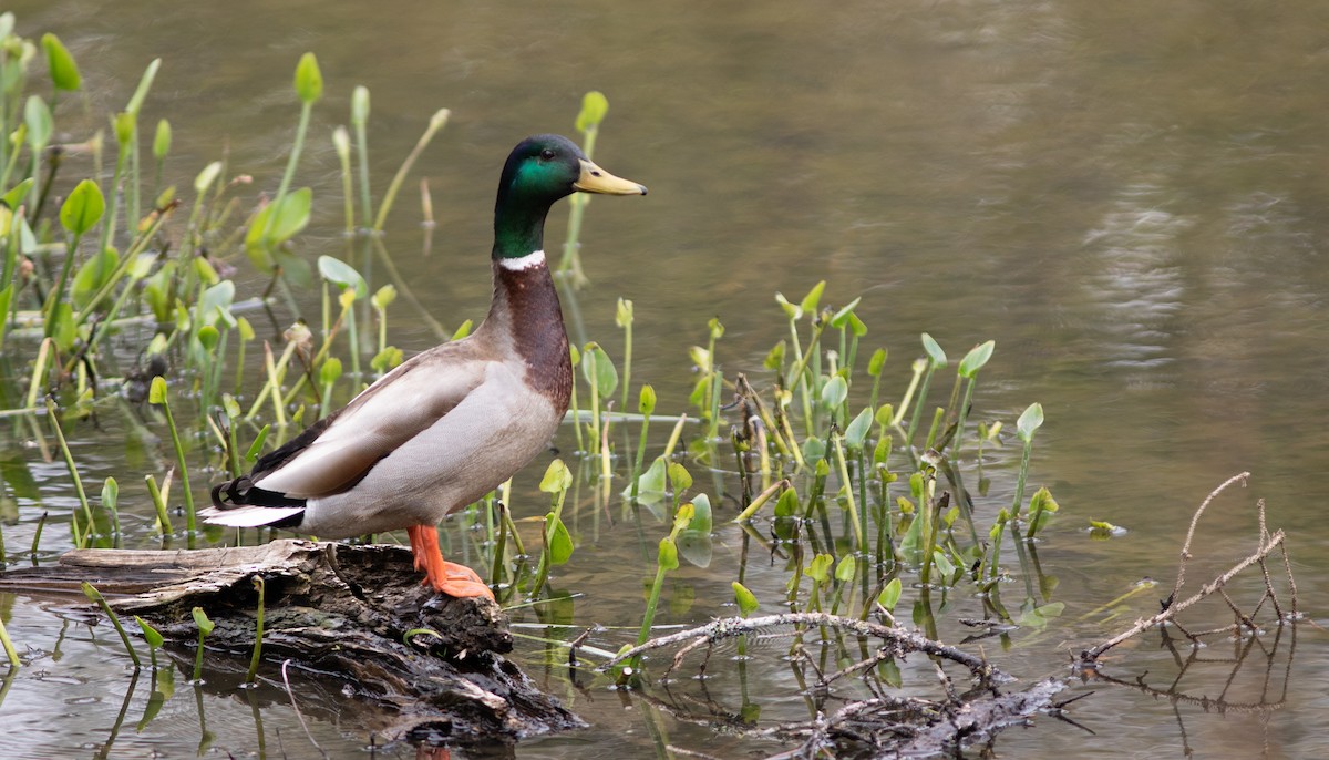 Canard colvert - ML619705975