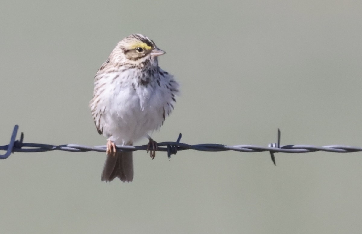 Savannah Sparrow - ML619705977