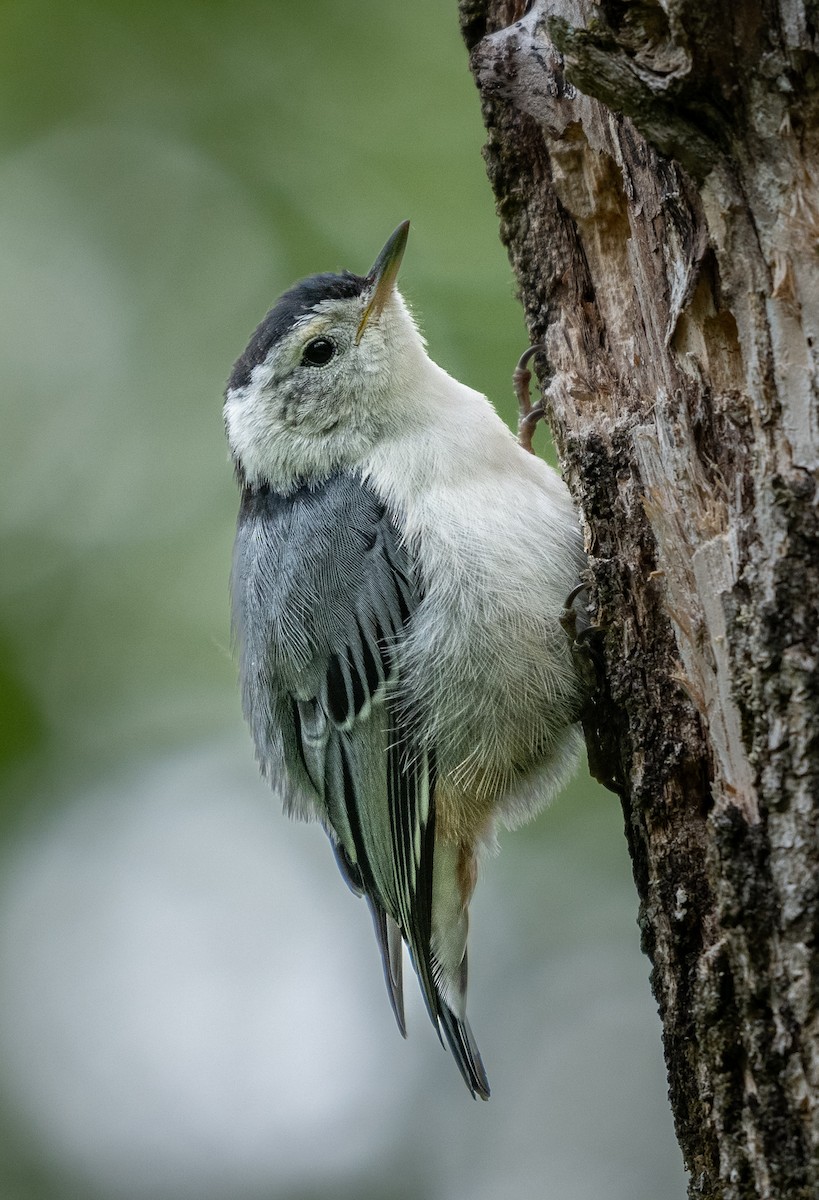 White-breasted Nuthatch - ML619705992