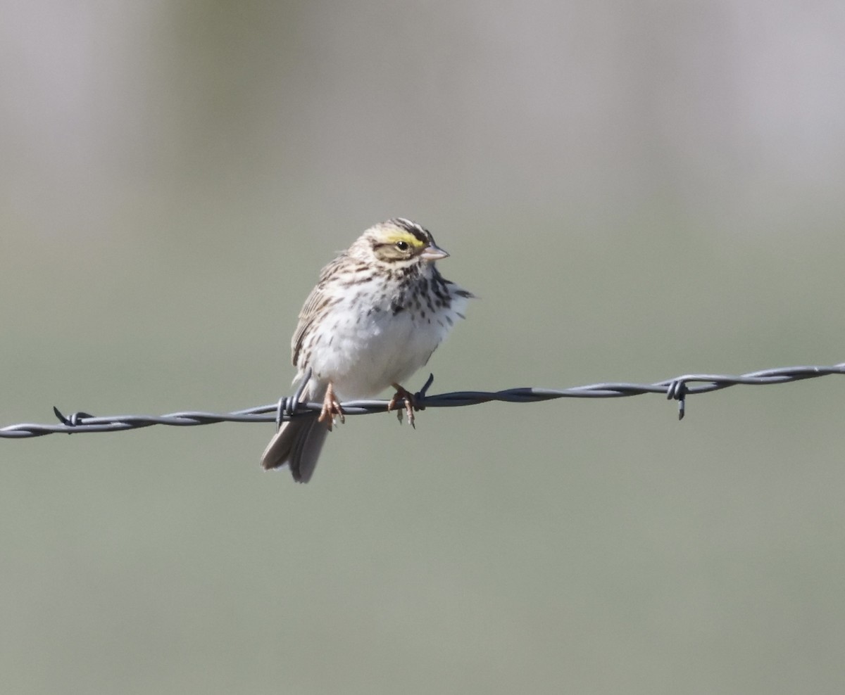 Savannah Sparrow - ML619705993