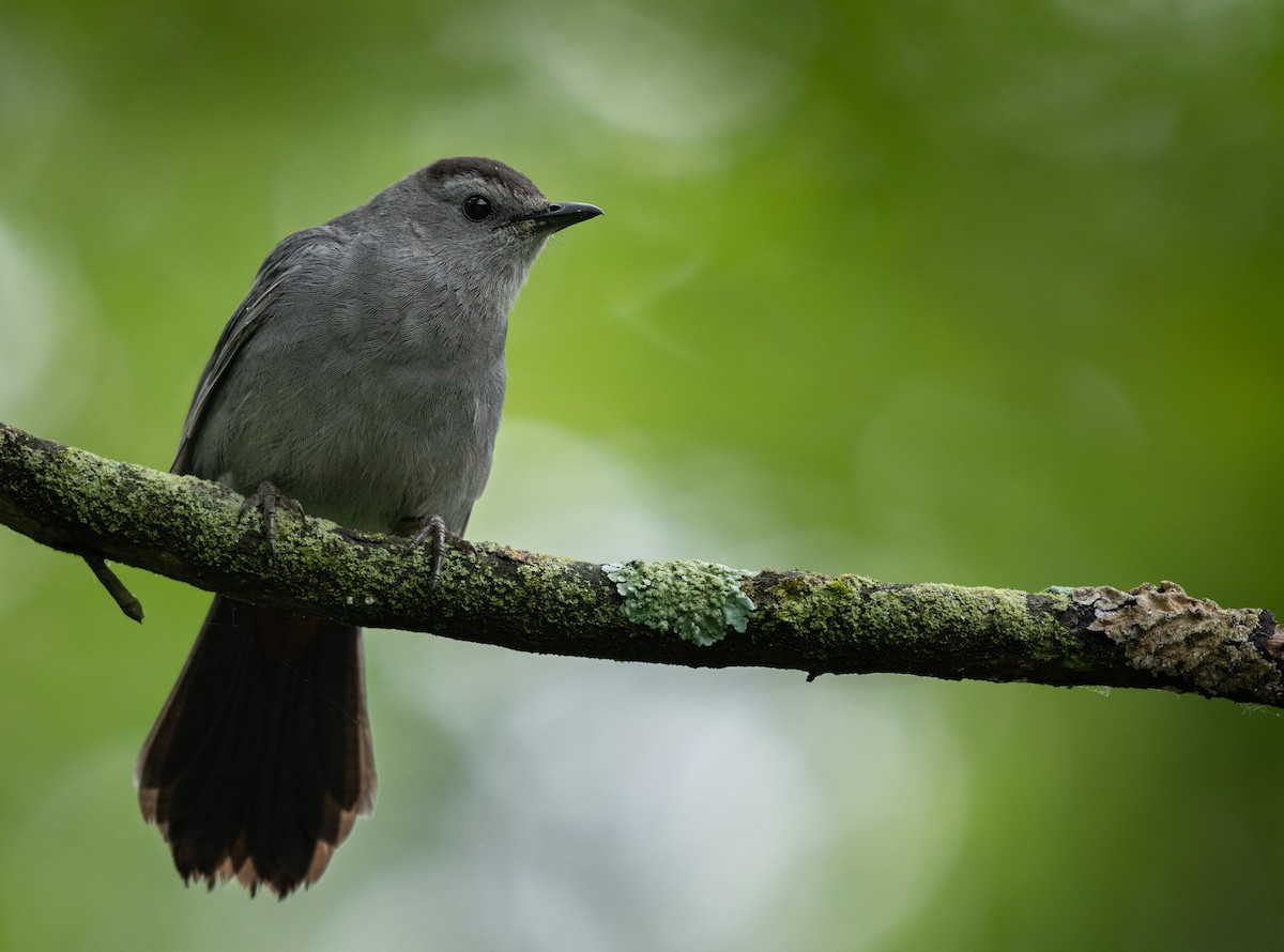 Gray Catbird - ML619706006