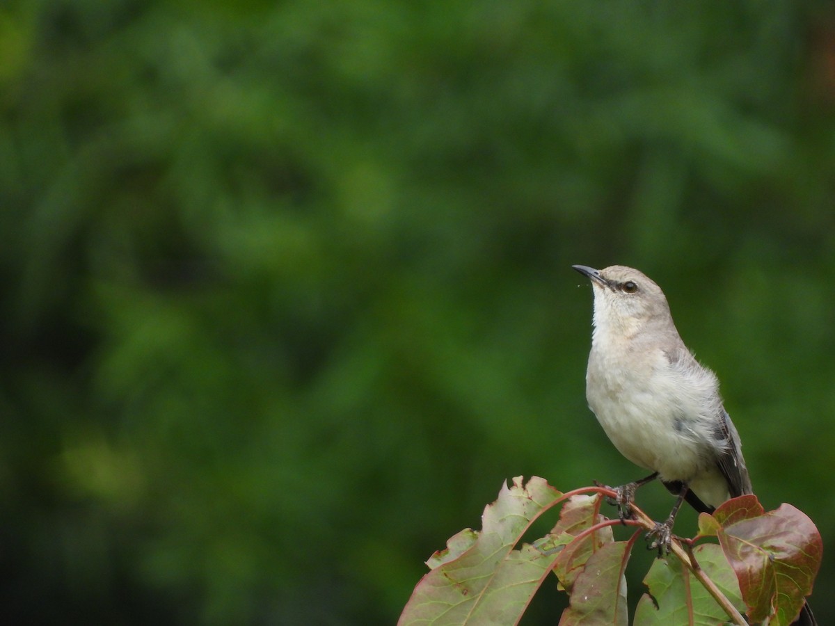 Northern Mockingbird - ML619706019