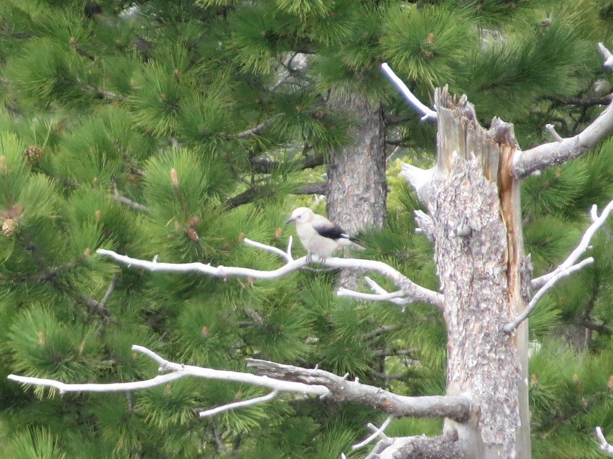 Clark's Nutcracker - ML619706025