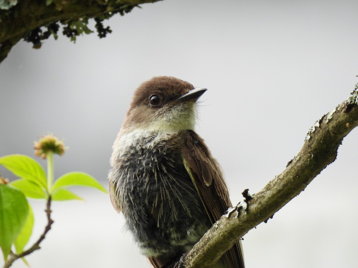 Eastern Phoebe - ML619706028