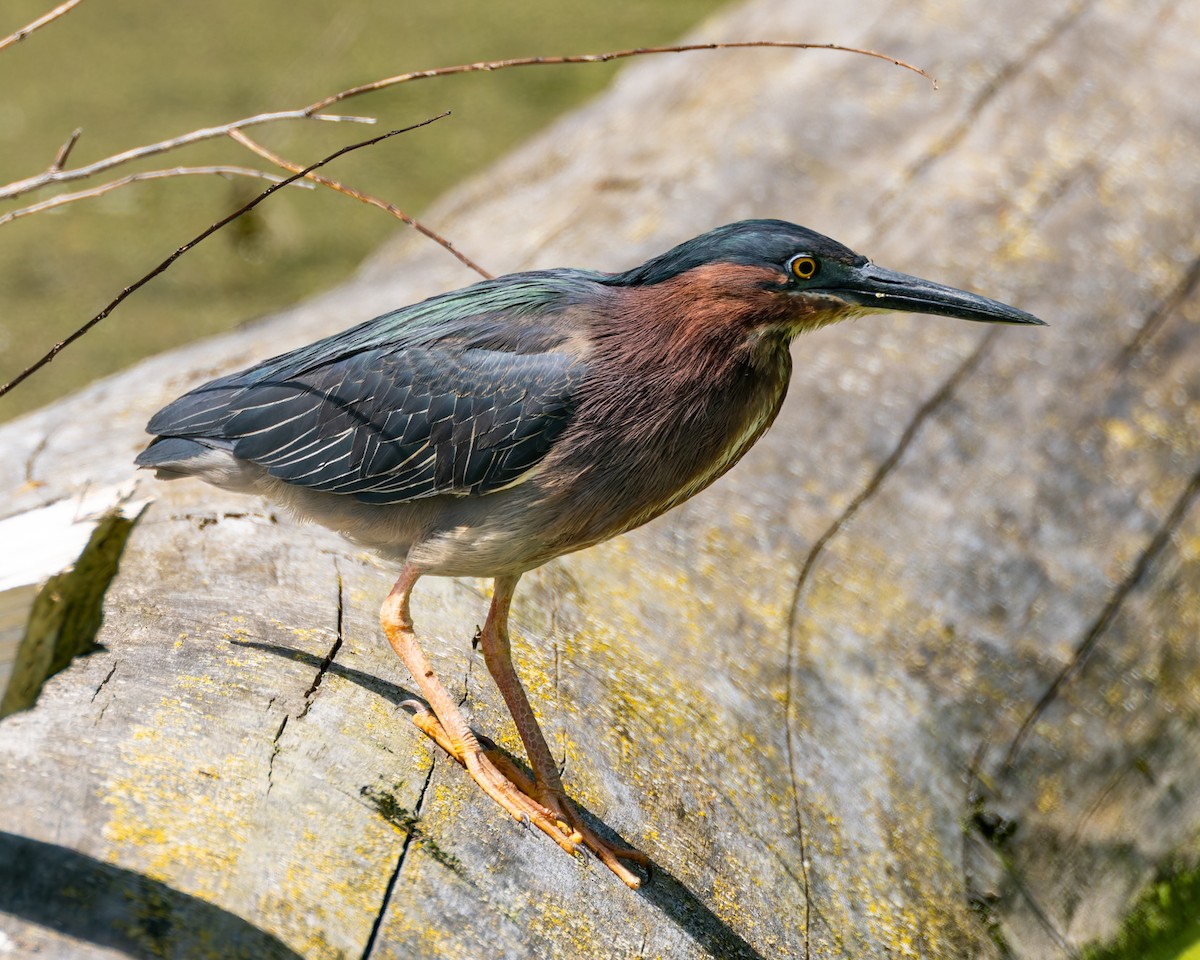 Green Heron - ML619706045