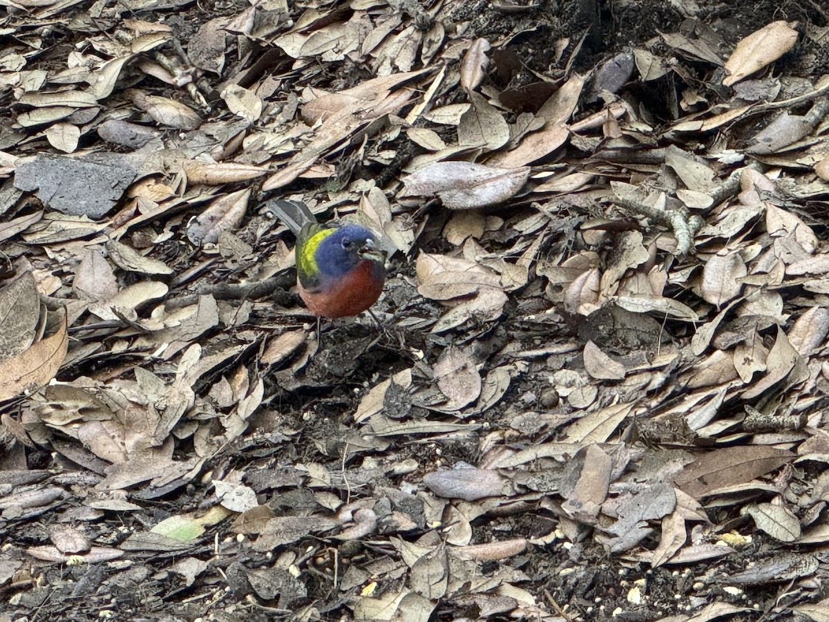 Painted Bunting - ML619706056