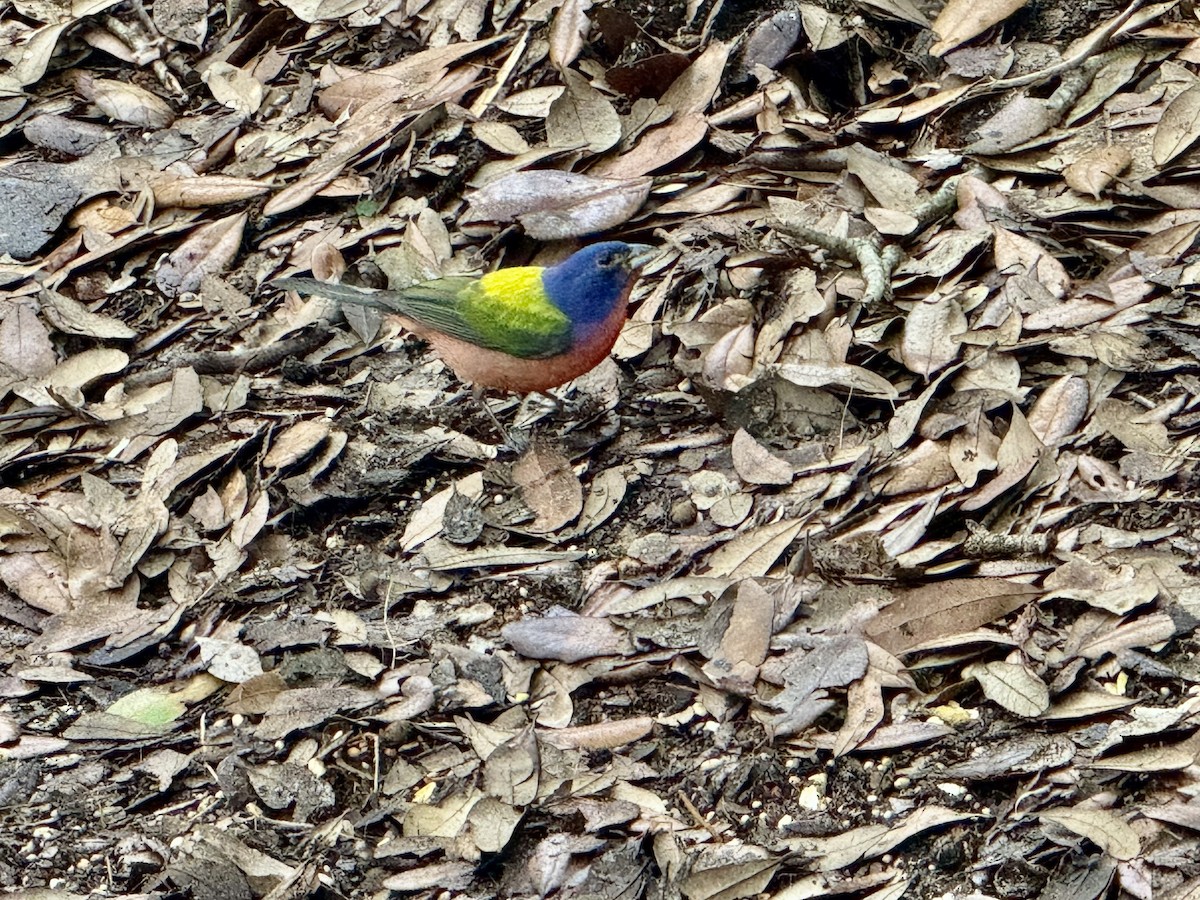 Painted Bunting - ML619706057