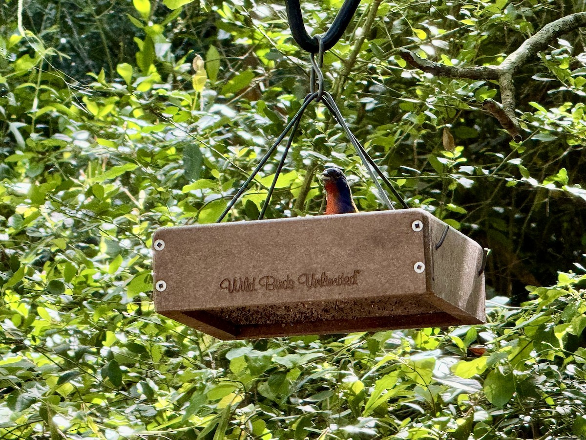 Painted Bunting - ML619706058