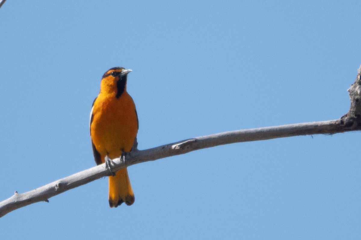 Bullock's Oriole - ML619706060