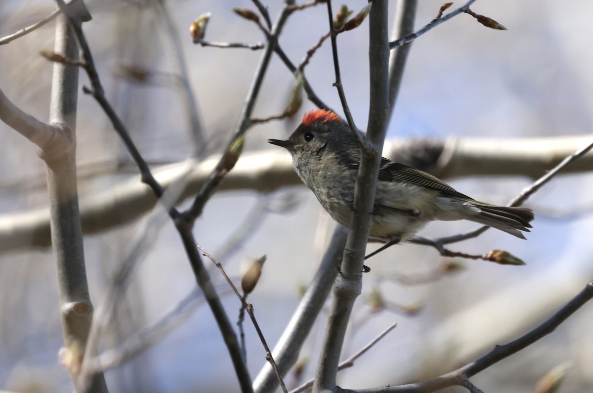 Ruby-crowned Kinglet - ML619706077