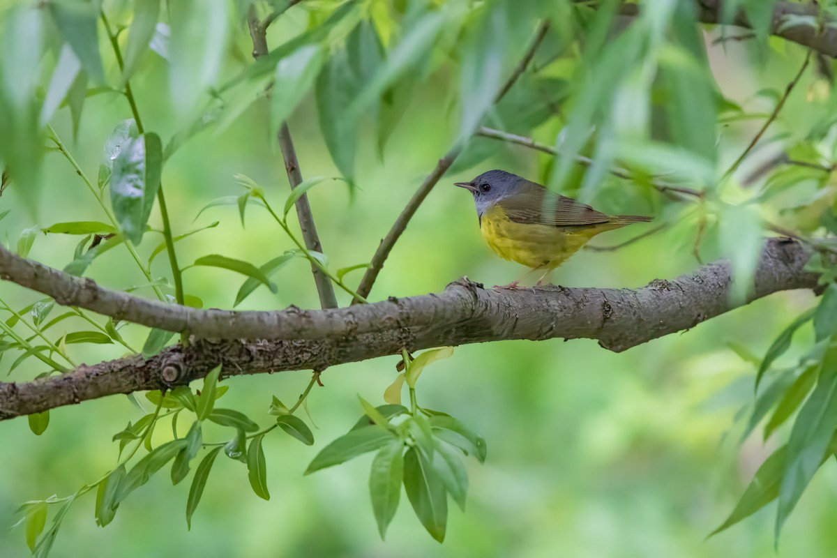 Mourning Warbler - ML619706088