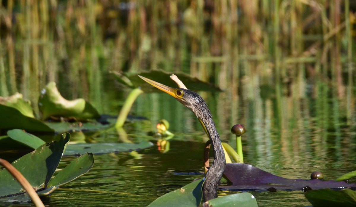 Amerika-Schlangenhalsvogel - ML619706126