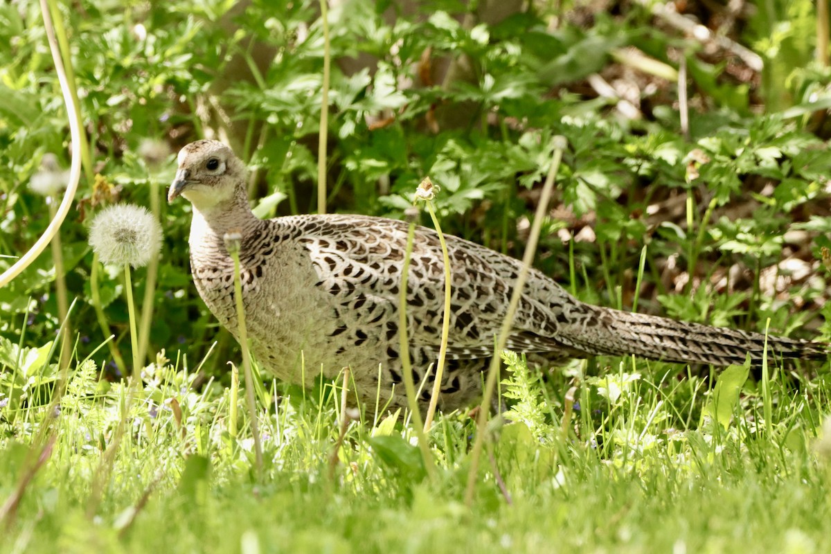 Ring-necked Pheasant - ML619706132