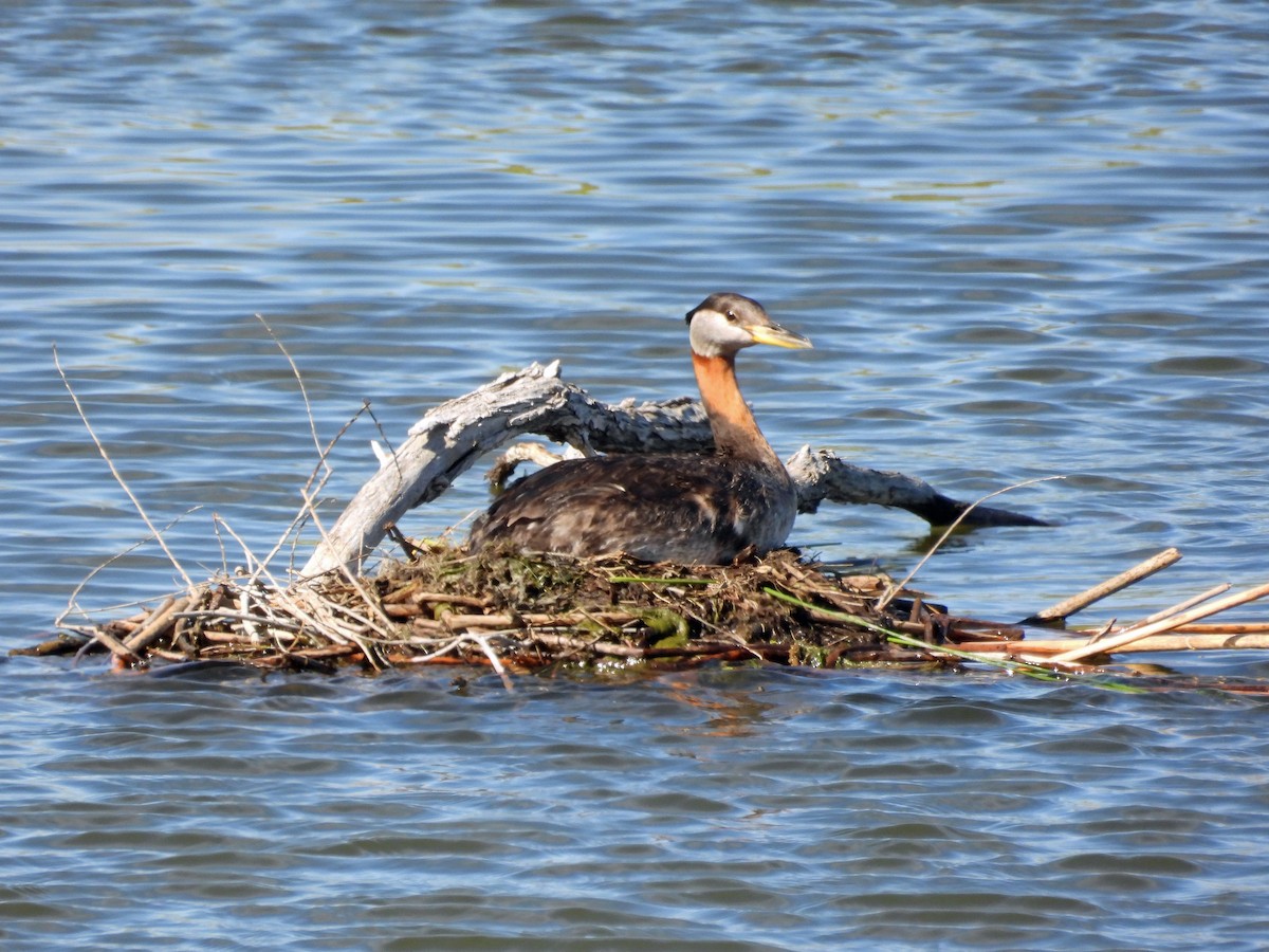 Red-necked Grebe - ML619706159