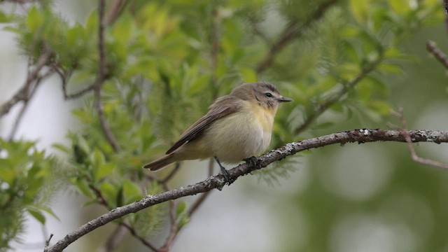 セアカモズモドキ - ML619706165