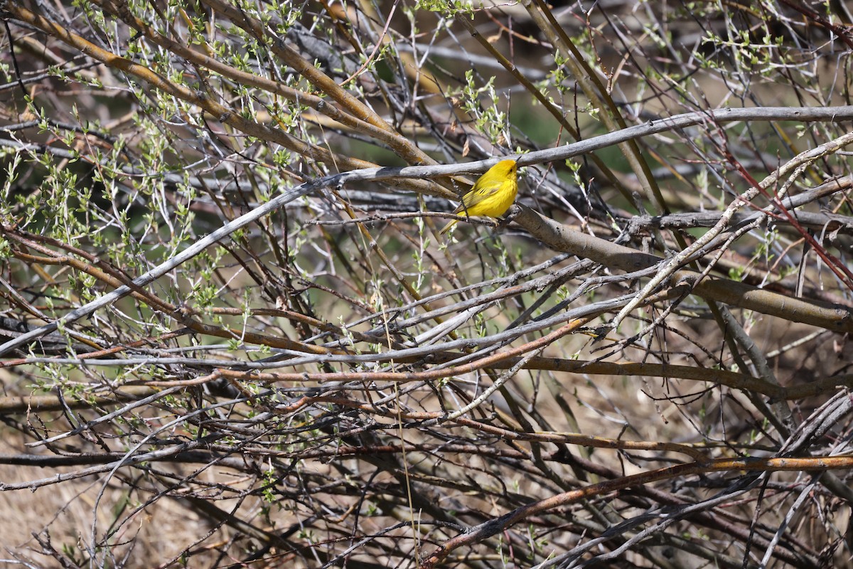 Yellow Warbler - ML619706214