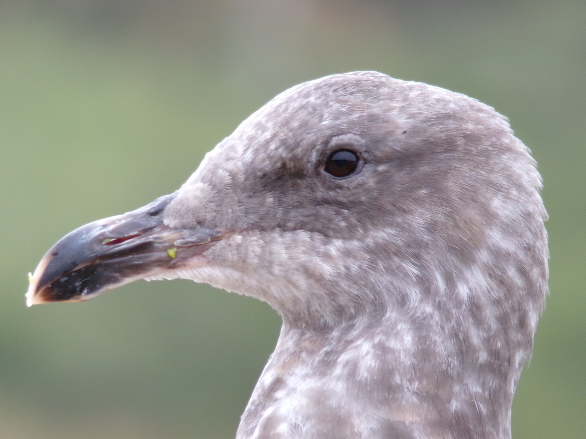 Goéland d'Audubon - ML619706255