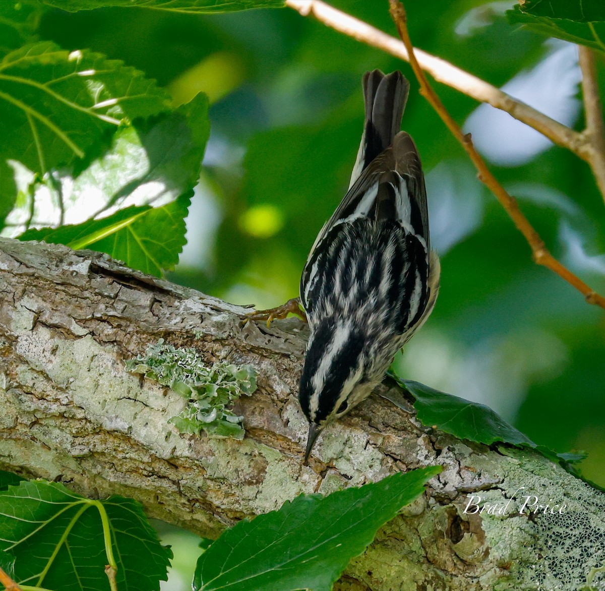 Black-and-white Warbler - ML619706267