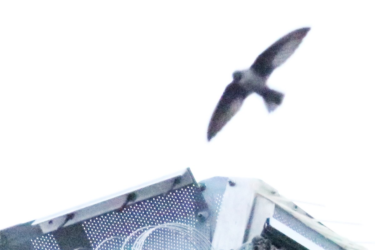 Vaux's Swift - ML619706279