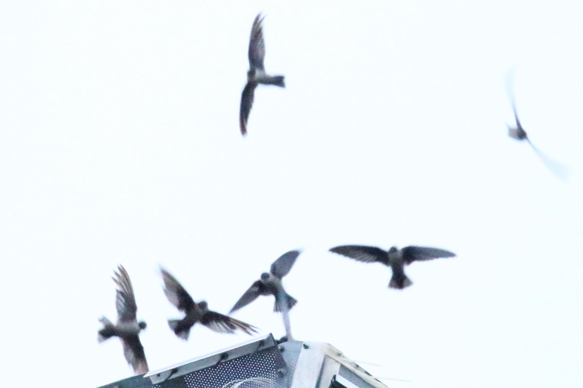 Vaux's Swift - ML619706280