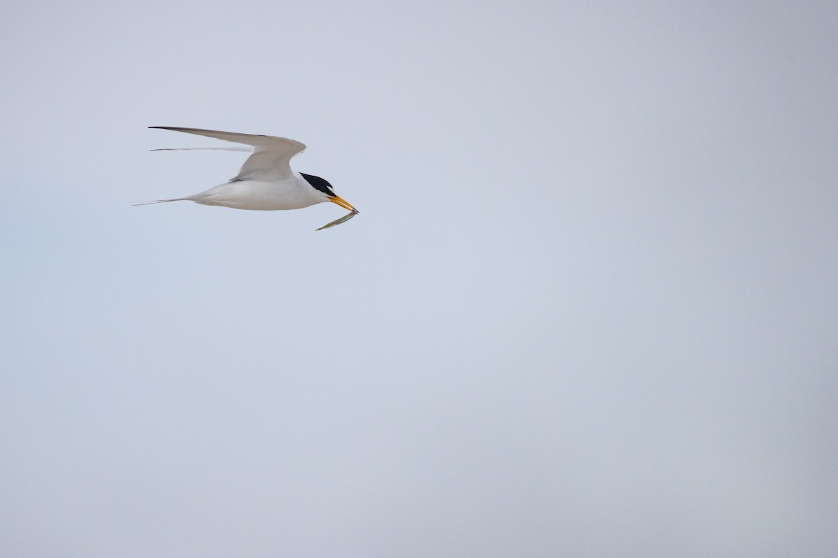 Least Tern - Harris Stein