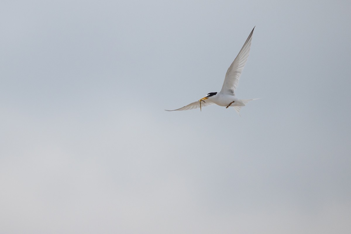 Least Tern - Harris Stein