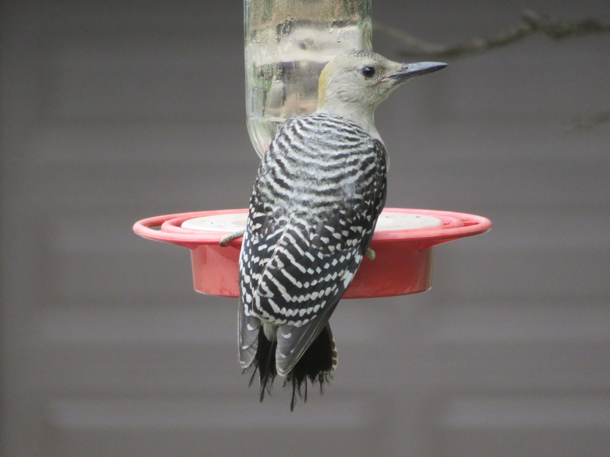 Golden-fronted Woodpecker - ML619706345