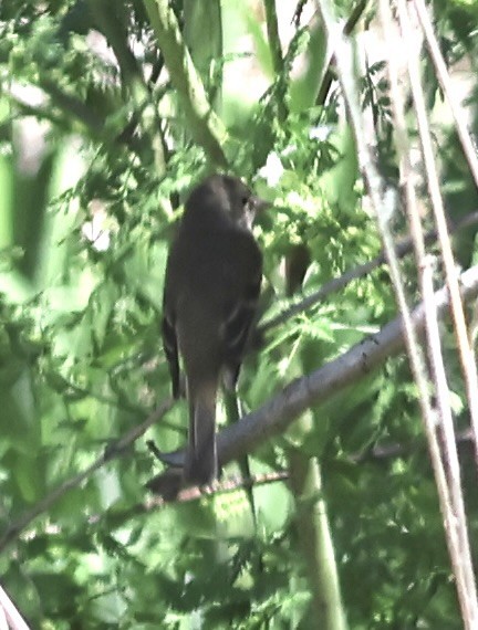 Willow Flycatcher - ML619706346