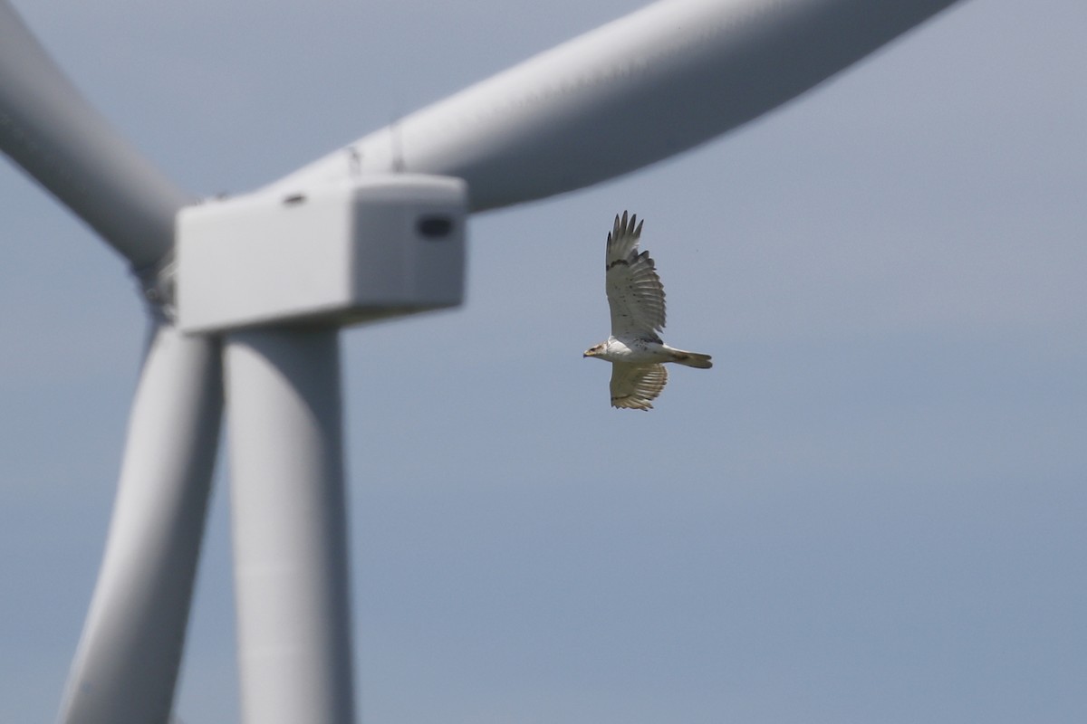 Ferruginous Hawk - ML619706348