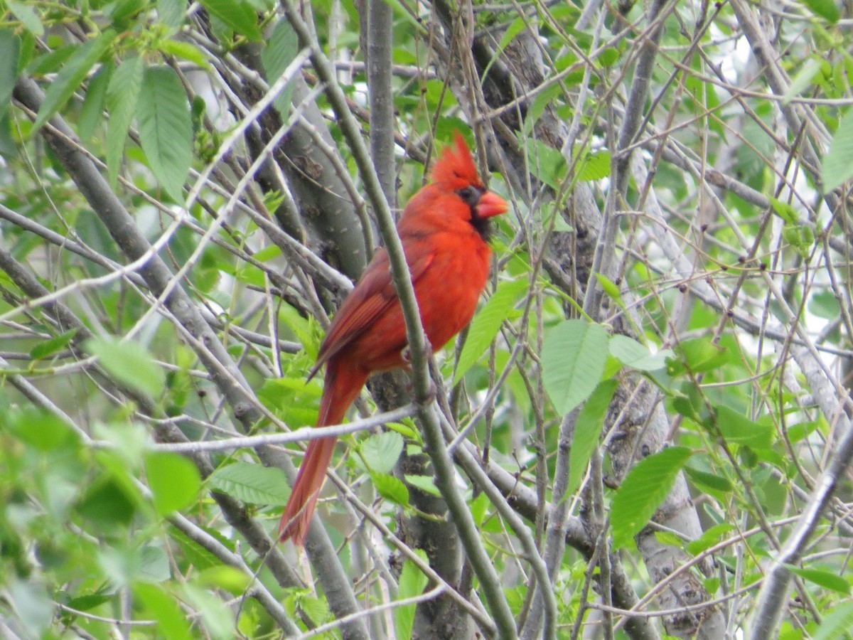 Cardinal rouge - ML619706350