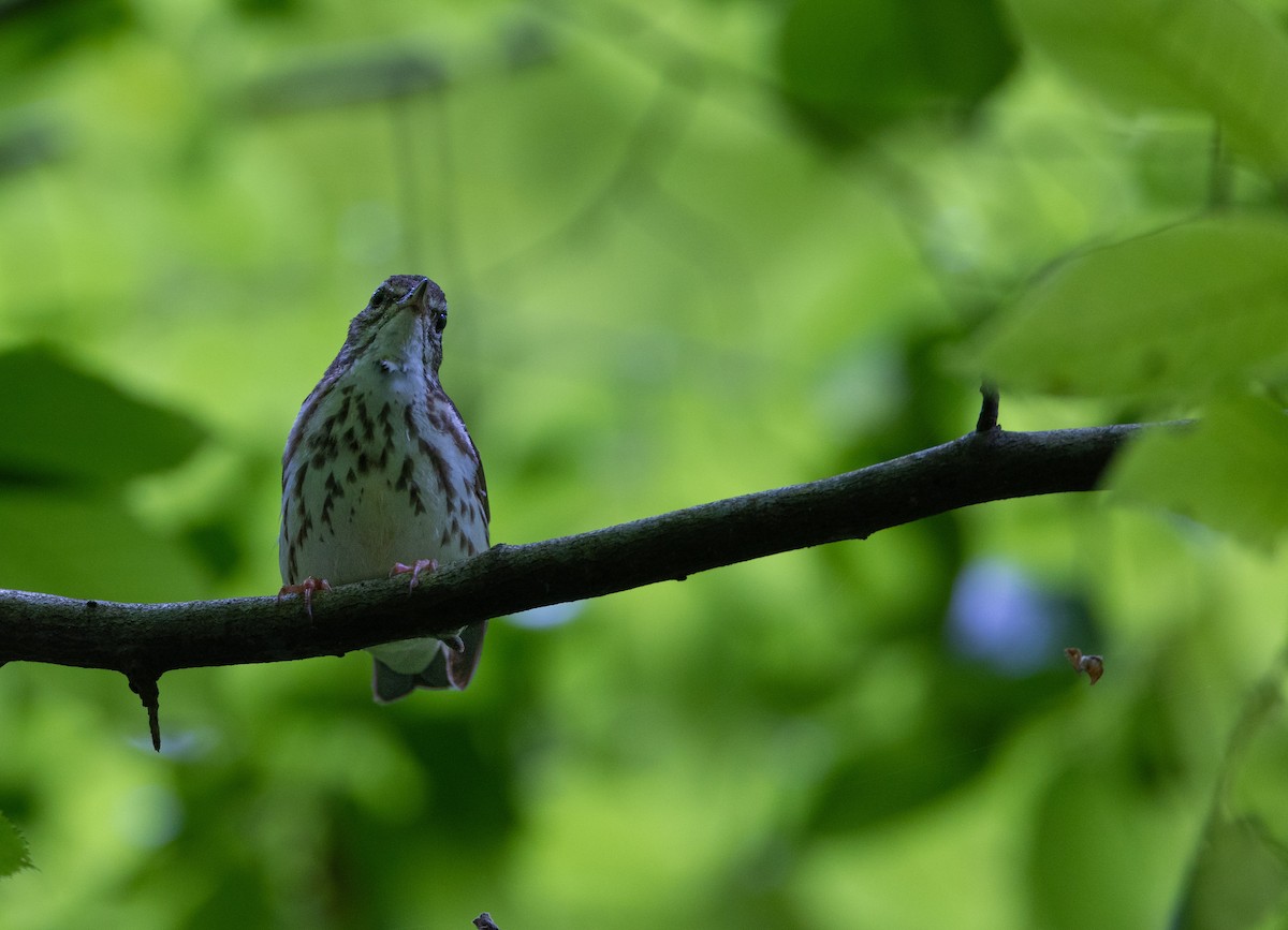 Paruline hochequeue - ML619706380