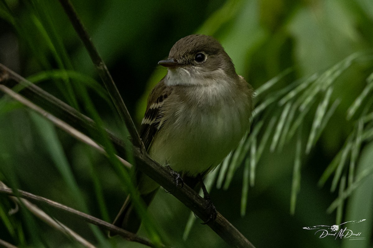 Alder Flycatcher - ML619706391