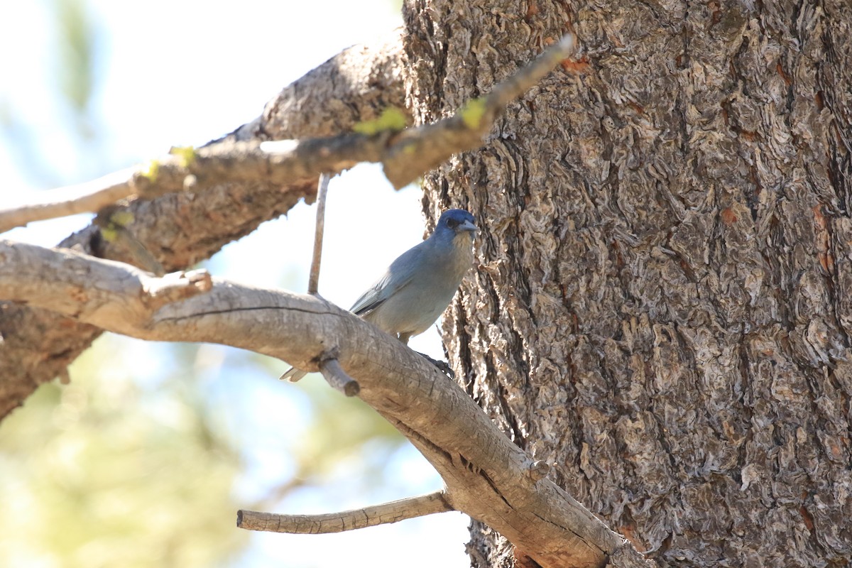 Pinyon Jay - ML619706403