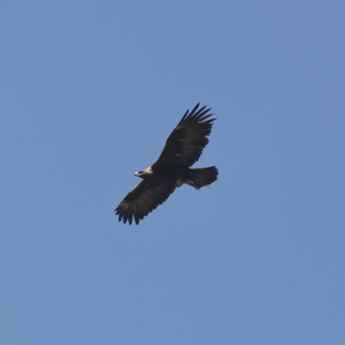 Golden Eagle - ML619706422