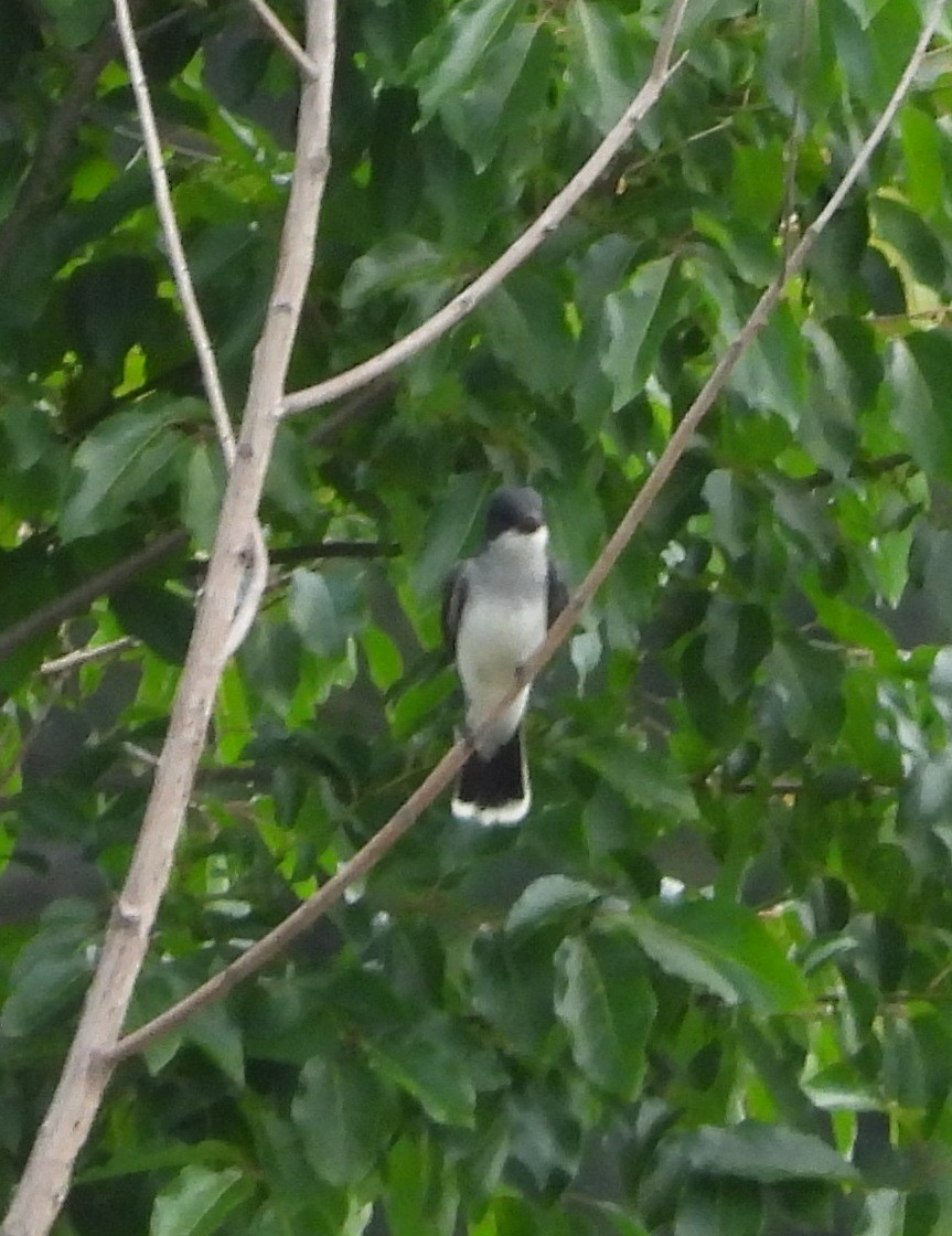 Eastern Kingbird - ML619706458