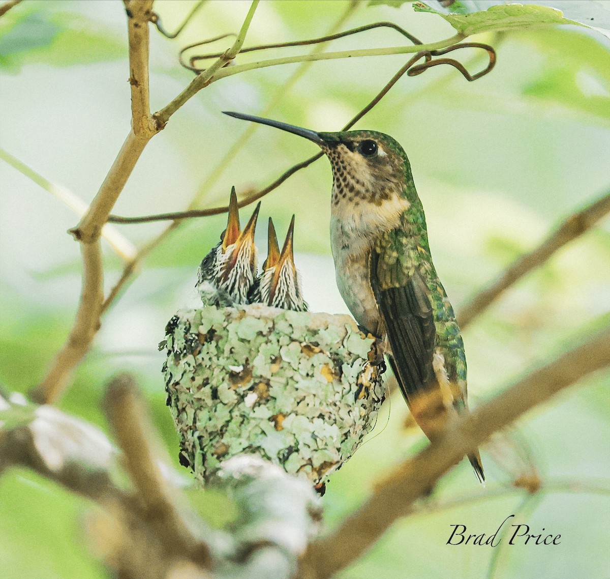 Ruby-throated Hummingbird - Brad Price