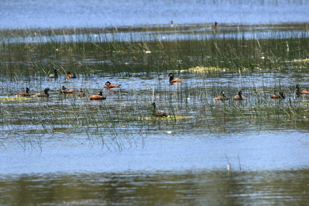 Eared Grebe - ML619706489