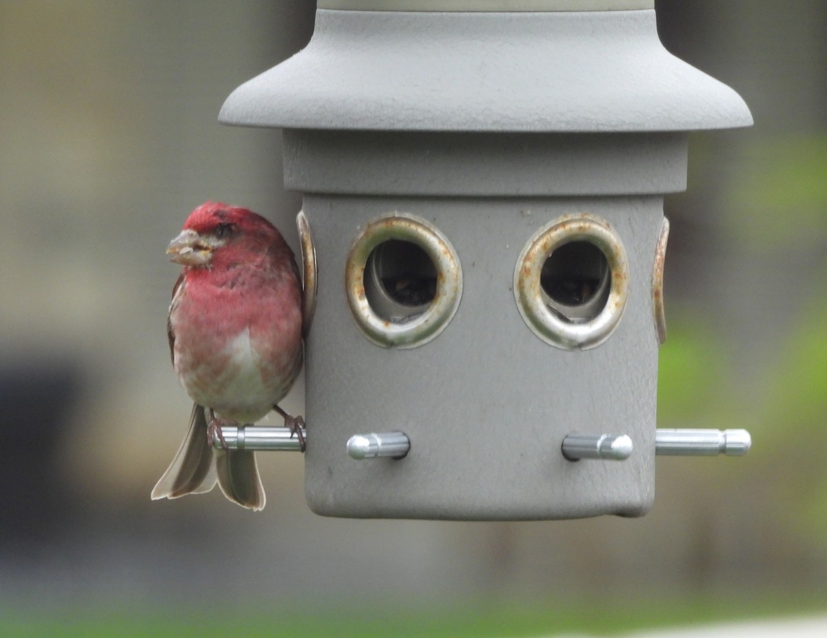 Purple Finch - ML619706493