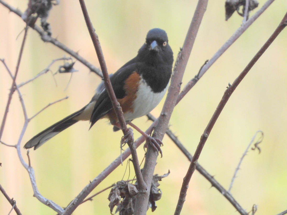 Eastern Towhee - ML619706497