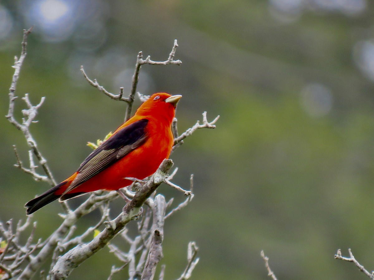 Scarlet Tanager - ML619706514