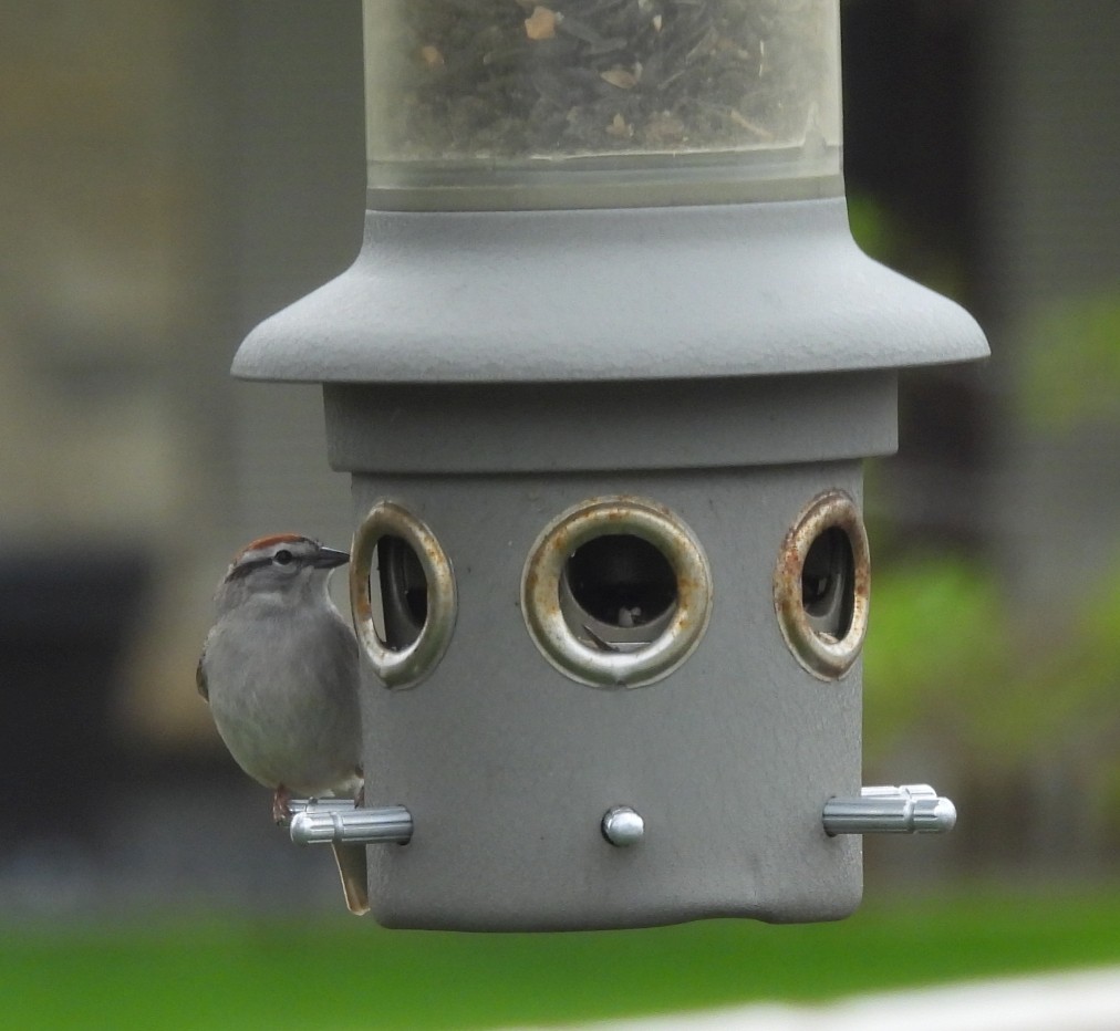 Chipping Sparrow - ML619706520