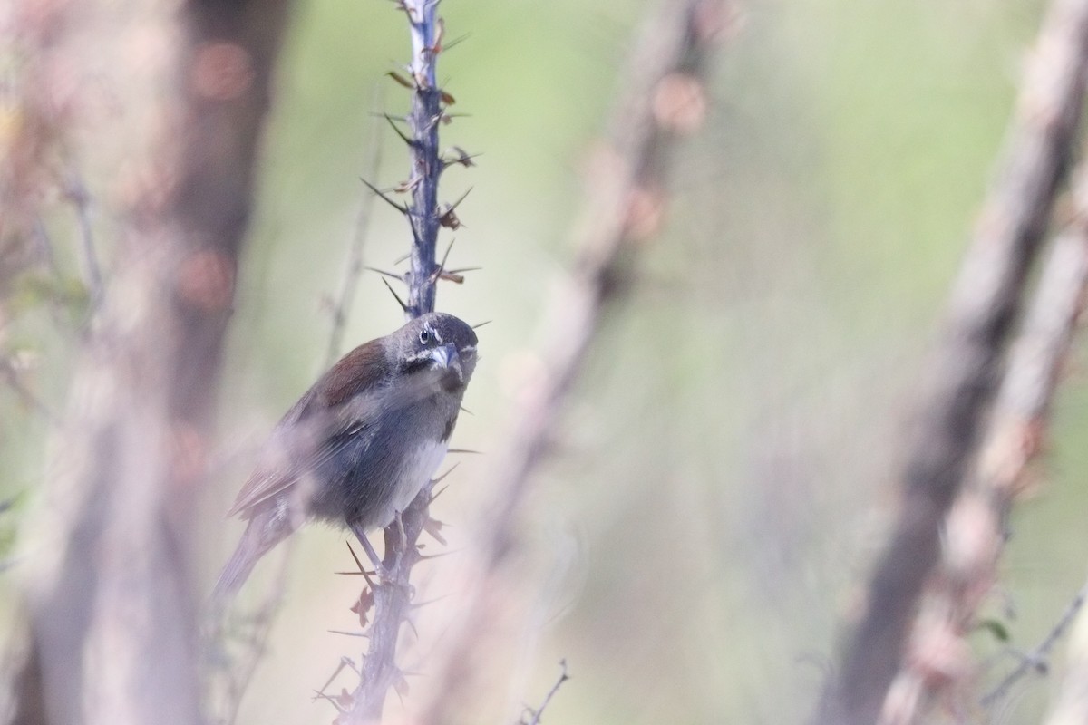 Five-striped Sparrow - ML619706526