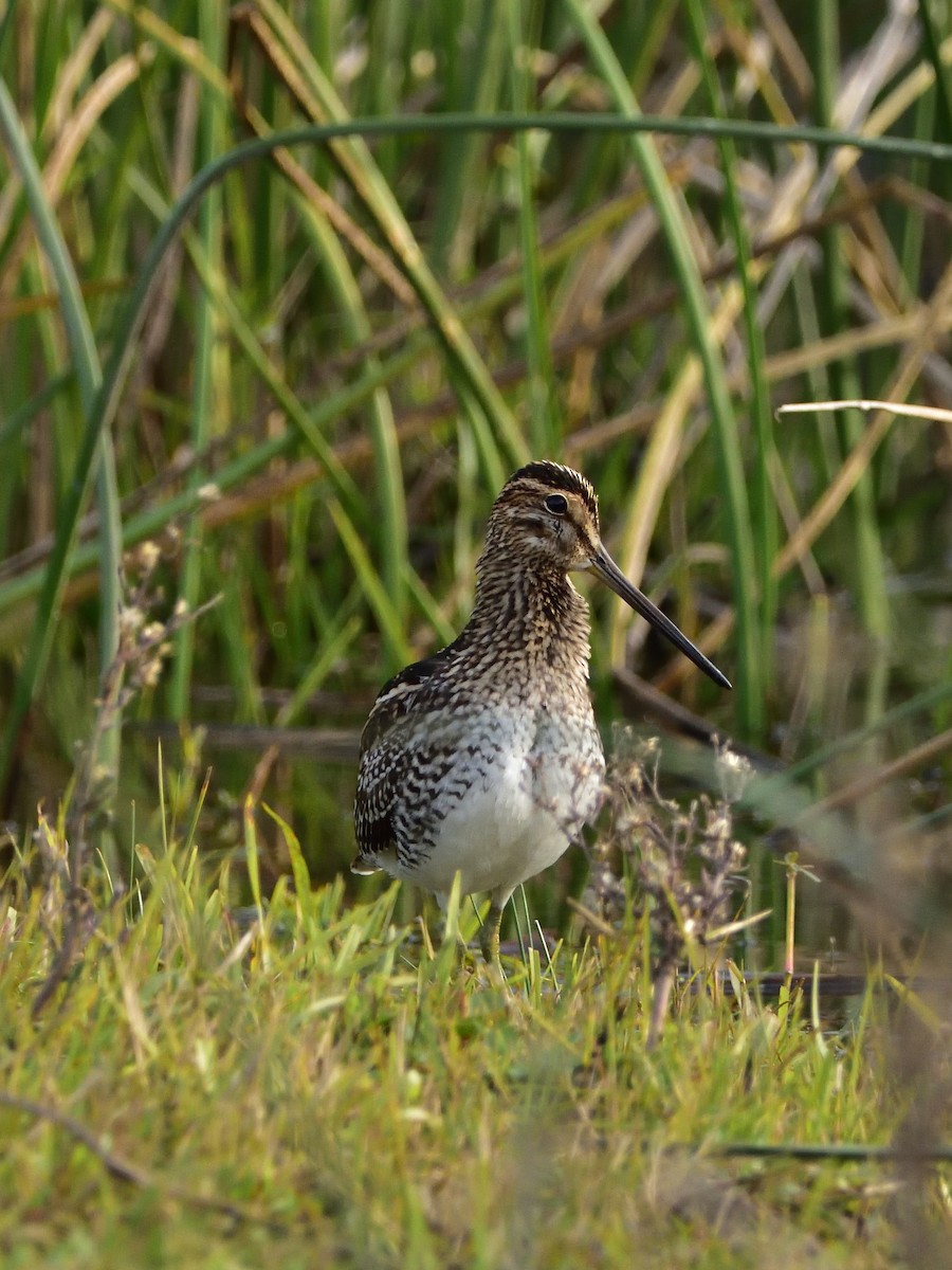 Pantanal Snipe - ML619706551