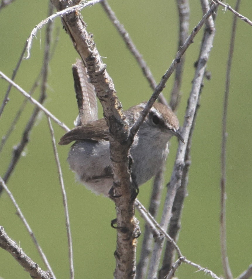 Bewick's Wren - ML619706559