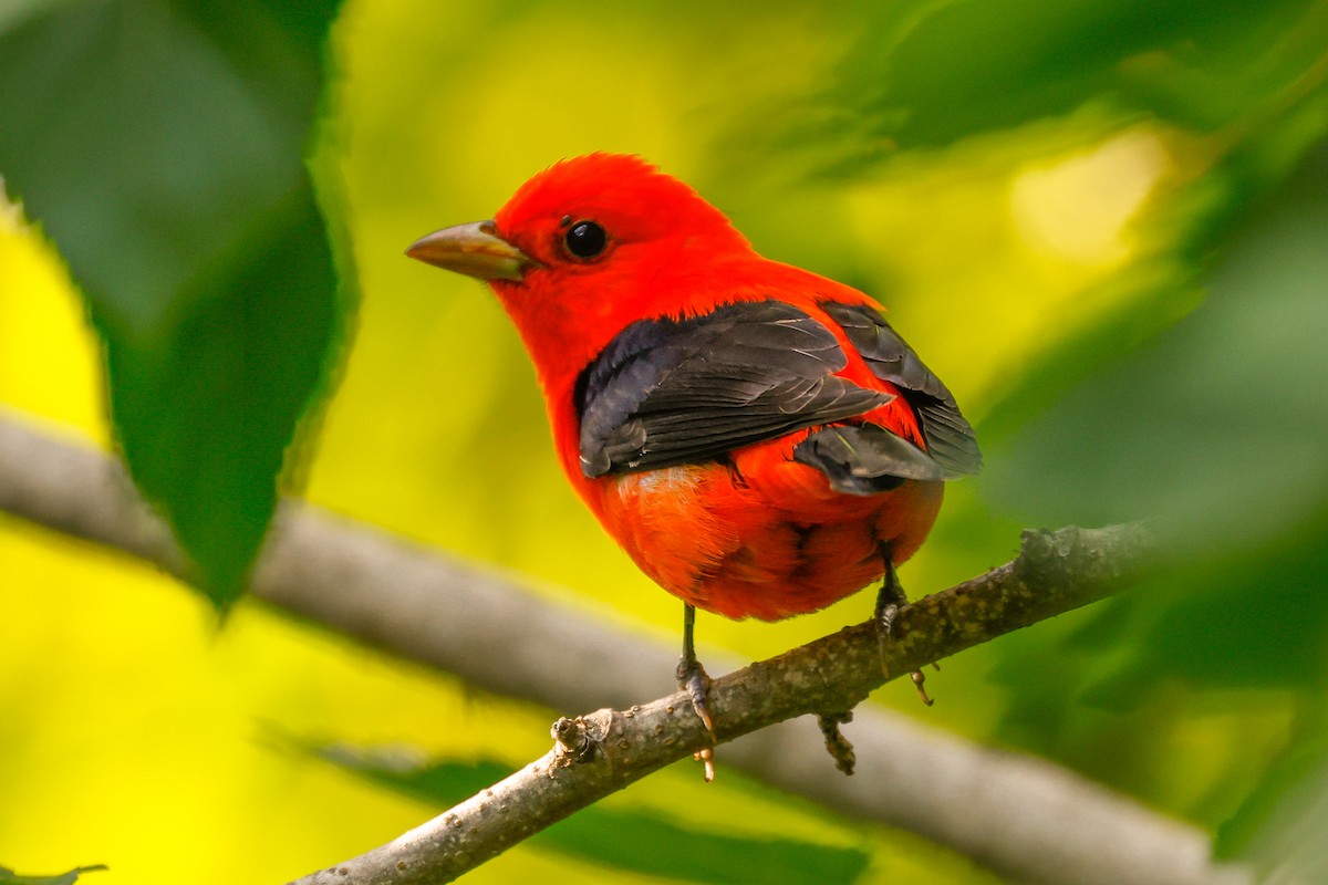 Scarlet Tanager - ML619706563