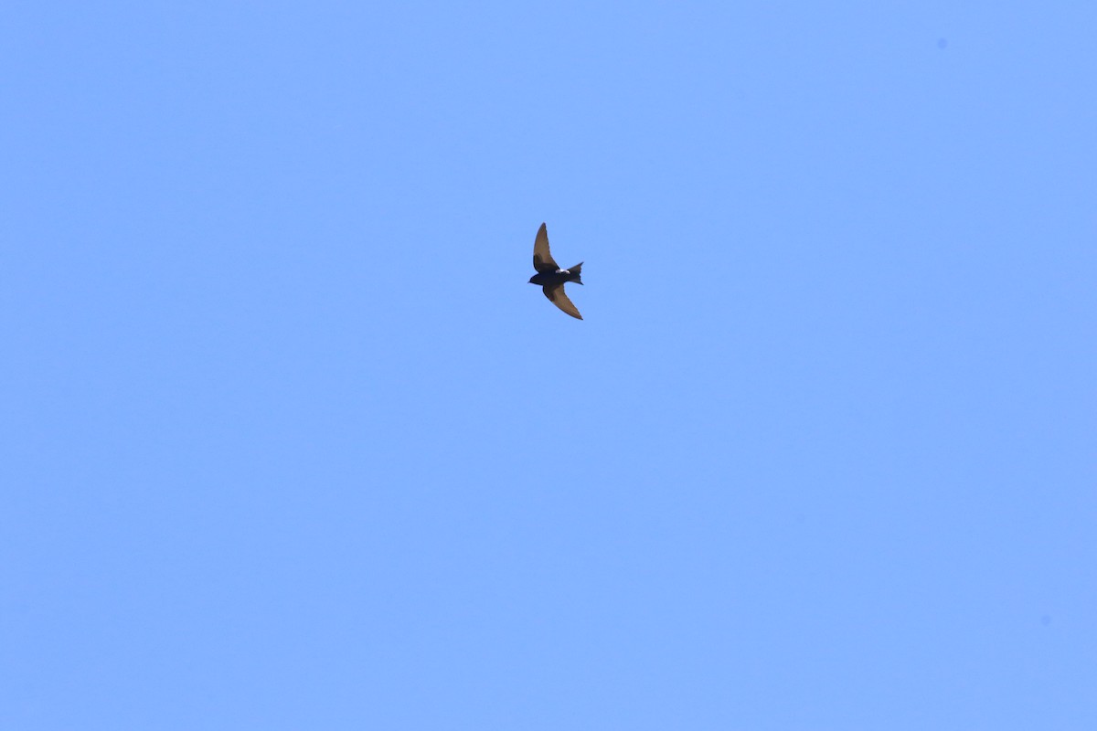 Golondrina Purpúrea - ML619706564