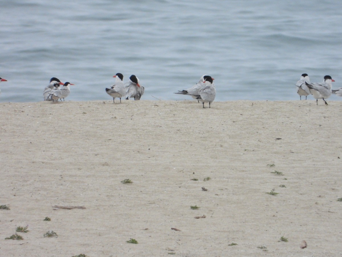 Caspian Tern - ML619706576